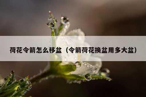 荷花令箭怎么移盆？令箭荷花换盆用多大盆