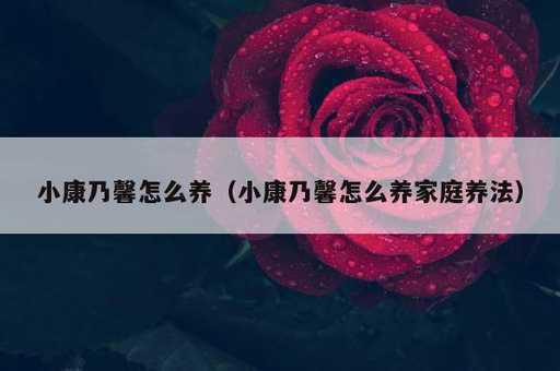 小康乃馨怎么养？小康乃馨怎么养家庭养法_https://www.86362.com_资讯_第1张