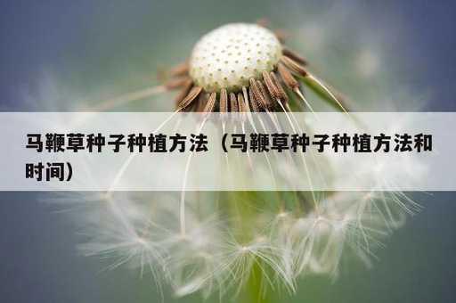 马鞭草种子种植方法？马鞭草种子种植方法和时间