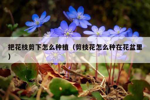 把花枝剪下怎么种植？剪枝花怎么种在花盆里