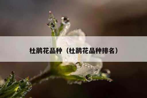 杜鹃花品种？杜鹃花品种排名_https://www.86362.com_资讯_第1张