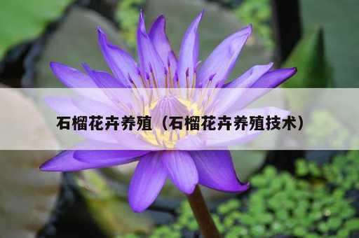 石榴花卉养殖？石榴花卉养殖技术