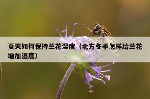 夏天如何保持兰花湿度？北方冬季怎样给兰花增加湿度_https://www.86362.com_资讯_第1张