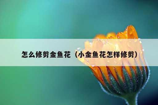 怎么修剪金鱼花？小金鱼花怎样修剪_https://www.86362.com_资讯_第1张