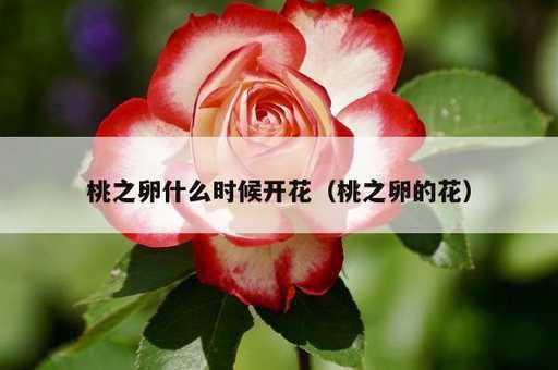 桃之卵什么时候开花？桃之卵的花