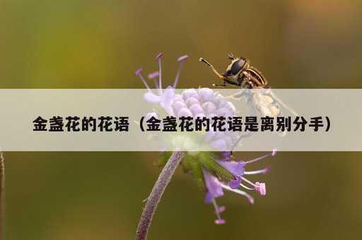 金盏花的花语？金盏花的花语是离别分手_https://www.86362.com_资讯_第1张