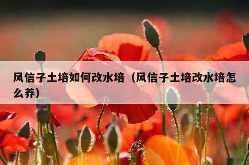 风信子土培如何改水培？风信子土培改水培怎么养_https://www.86362.com_资讯_第1张