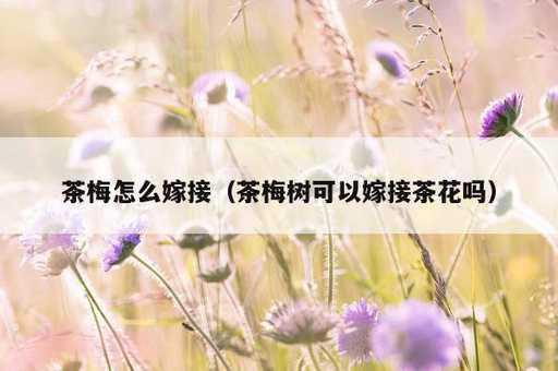 茶梅怎么嫁接？茶梅树可以嫁接茶花吗_https://www.86362.com_资讯_第1张