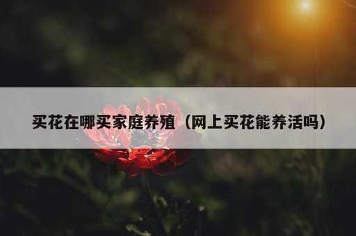 买花在哪买家庭养殖？网上买花能养活吗