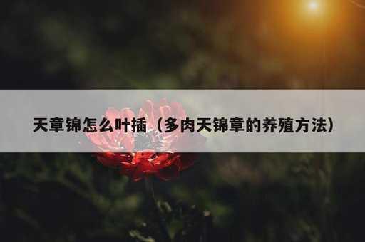 天章锦怎么叶插？多肉天锦章的养殖方法