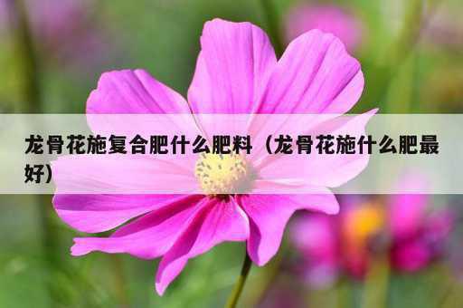 龙骨花施复合肥什么肥料？龙骨花施什么肥最好_https://www.86362.com_资讯_第1张