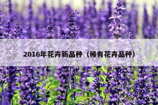 2016年花卉新品种？稀有花卉品种_https://www.86362.com_资讯_第1张