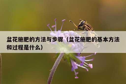 盆花施肥的方法与步骤？盆花施肥的基本方法和过程是什么