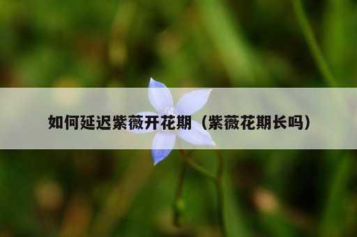 如何延迟紫薇开花期？紫薇花期长吗_https://www.86362.com_资讯_第1张