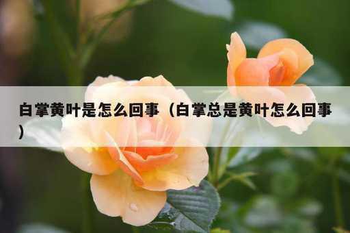 白掌黄叶是怎么回事？白掌总是黄叶怎么回事_https://www.86362.com_资讯_第1张