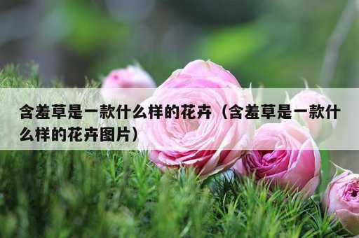 含羞草是一款什么样的花卉？含羞草是一款什么样的花卉图片_https://www.86362.com_资讯_第1张