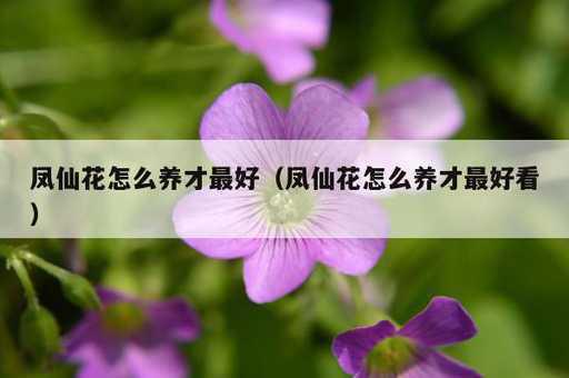 凤仙花怎么养才最好？凤仙花怎么养才最好看_https://www.86362.com_资讯_第1张