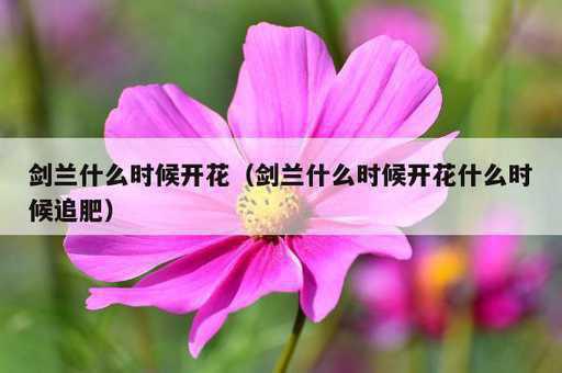 剑兰什么时候开花？剑兰什么时候开花什么时候追肥_https://www.86362.com_资讯_第1张