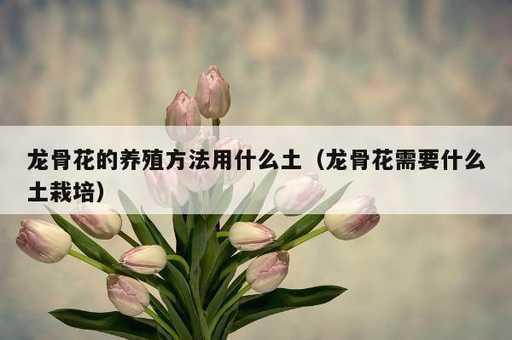 龙骨花的养殖方法用什么土？龙骨花需要什么土栽培_https://www.86362.com_资讯_第1张