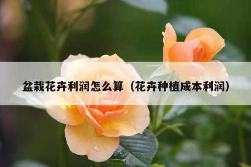 盆栽花卉利润怎么算？花卉种植成本利润