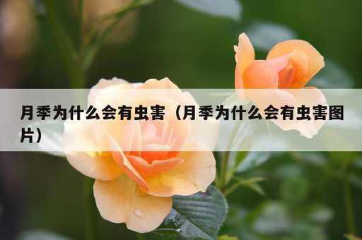 月季为什么会有虫害？月季为什么会有虫害图片_https://www.86362.com_资讯_第1张