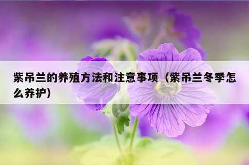 紫吊兰的养殖方法和注意事项？紫吊兰冬季怎么养护_https://www.86362.com_资讯_第1张