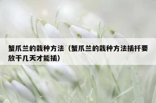 蟹爪兰的栽种方法？蟹爪兰的栽种方法插扦要放干几天才能插_https://www.86362.com_资讯_第1张