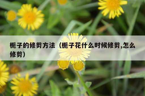 栀子的修剪方法？栀子花什么时候修剪,怎么修剪_https://www.86362.com_资讯_第1张