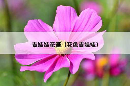 吉娃娃花语？花色吉娃娃