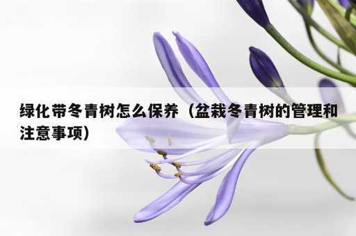 绿化带冬青树怎么保养？盆栽冬青树的管理和注意事项