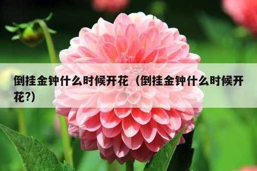 倒挂金钟什么时候开花？倒挂金钟什么时候开花?_https://www.86362.com_资讯_第1张