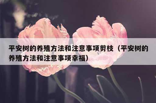 平安树的养殖方法和注意事项剪枝？平安树的养殖方法和注意事项幸福_https://www.86362.com_资讯_第1张