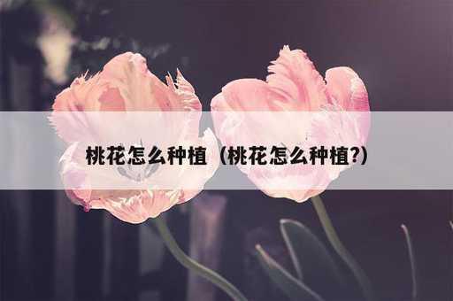 桃花怎么种植？桃花怎么种植?_https://www.86362.com_资讯_第1张