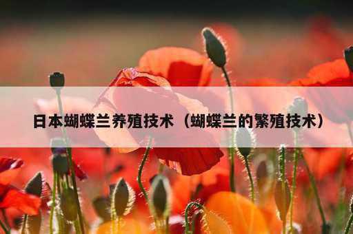 日本蝴蝶兰养殖技术？蝴蝶兰的繁殖技术_https://www.86362.com_资讯_第1张