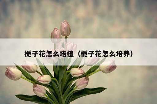 栀子花怎么培植？栀子花怎么培养