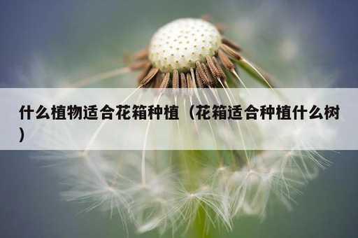 什么植物适合花箱种植？花箱适合种植什么树_https://www.86362.com_资讯_第1张