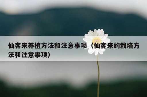 仙客来养植方法和注意事项？仙客来的栽培方法和注意事项