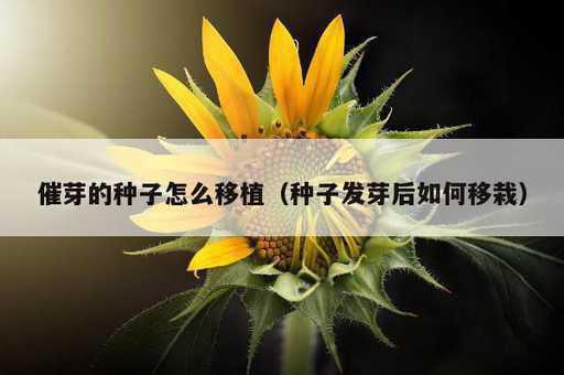 催芽的种子怎么移植？种子发芽后如何移栽