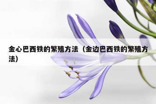 金心巴西铁的繁殖方法？金边巴西铁的繁殖方法_https://www.86362.com_资讯_第1张