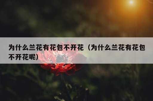 为什么兰花有花包不开花？为什么兰花有花包不开花呢