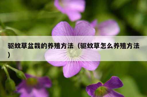 驱蚊草盆栽的养殖方法？驱蚊草怎么养殖方法_https://www.86362.com_资讯_第1张