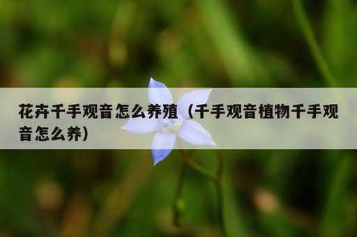 花卉千手观音怎么养殖？千手观音植物千手观音怎么养_https://www.86362.com_资讯_第1张