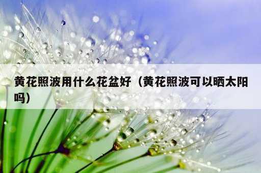 黄花照波用什么花盆好？黄花照波可以晒太阳吗_https://www.86362.com_资讯_第1张