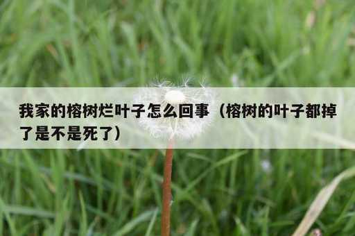 我家的榕树烂叶子怎么回事？榕树的叶子都掉了是不是死了