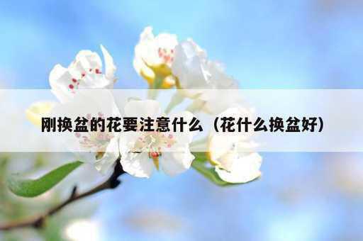 刚换盆的花要注意什么？花什么换盆好