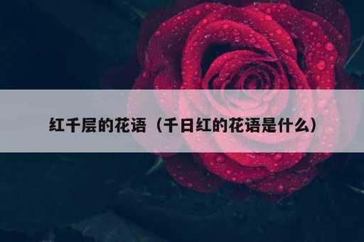 红千层的花语？千日红的花语是什么