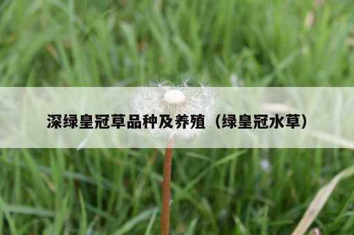 深绿皇冠草品种及养殖？绿皇冠水草_https://www.86362.com_资讯_第1张