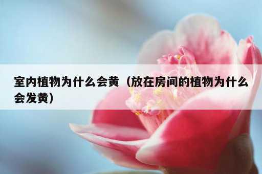 室内植物为什么会黄？放在房间的植物为什么会发黄_https://www.86362.com_资讯_第1张