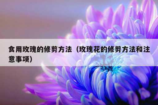 食用玫瑰的修剪方法？玫瑰花的修剪方法和注意事项