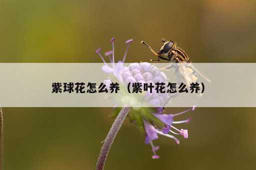 紫球花怎么养？紫叶花怎么养_https://www.86362.com_资讯_第1张